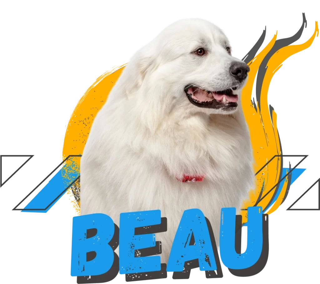 Beau, Paragon Accounting dog mascot and Council of Treats and Vibe representative