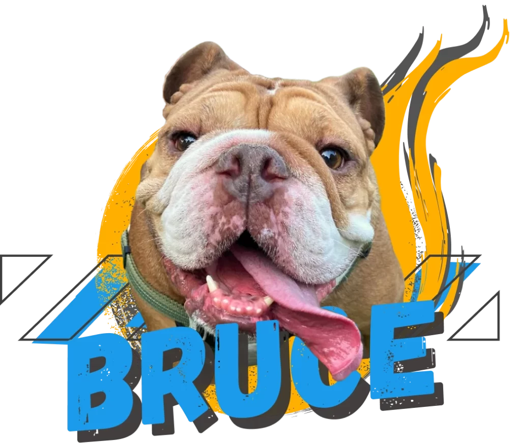Bruce, office dog at Paragon Accounting and Council of Treats and Vibe member